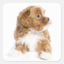 Search for havanese stickers Puppies