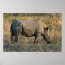 Search for horned mammal posters Rhino