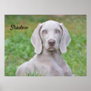 Search for weimaraner posters Animal