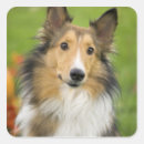Search for collie dog stickers Pet