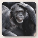 Search for chimpanzees coasters Animal