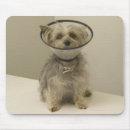 Search for animal collar mousepads Indoors