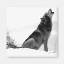 Search for timber magnets Nature