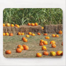Search for hay electronics Orange