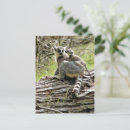 Search for ring tailed postcards Cute