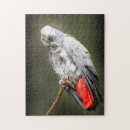 Search for african grey puzzles Bird