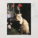 Search for gerbil postcards Hamster