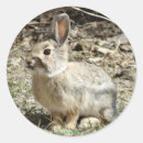 Search for cottontail rabbit stickers Bunnies
