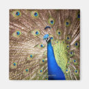Search for displaying magnets Feather