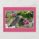 Search for african grey Bird