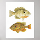 Search for bluegill art Sunfish