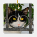 Search for cat in frame christmas tree decorations For her