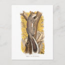 Search for cute squirrels postcards Autumn