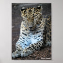Search for leopard eyes art Nature