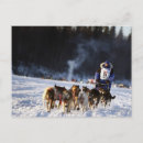 Search for sled dog postcards Snow