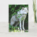 Search for grey wolf cards Wildlife