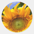 Search for sunshine sunflower stickers Sunny