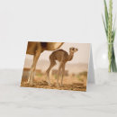 Search for hump cards Desert