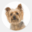 Search for yorkie dad Dog mum