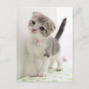 Search for folded postcards Cat