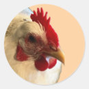 Search for white hen stickers Farm