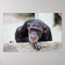 Search for chimpanzee posters Photography