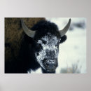 Search for buffaloes posters Mammal
