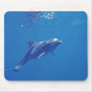 Search for habitat electronics Sea