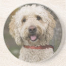 Search for labradoodles barware Animal