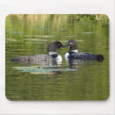 Search for loons electronics Animals