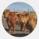 Search for shaggy stickers Highland