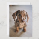 Search for dachshund thank you cards Canine