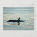 Search for orca postcards Killer whale