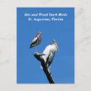 Search for storks postcards Wildlife