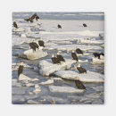 Search for bald eagles magnets Raptor