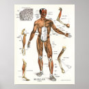 Search for biceps posters Muscles