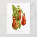 Search for pitcher postcards Botanical