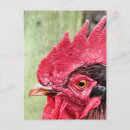 Search for cockerel postcards Farm