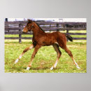 Search for warmblood Foal