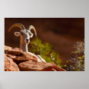 Search for bighorn posters Zion