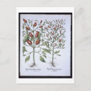 Search for chilli postcards Flowers