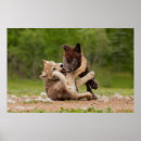 Search for baby wolf pups Canis lupus lycaon