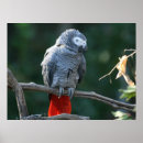 Search for parrot design posters Nature
