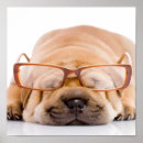 Search for pei posters Pet