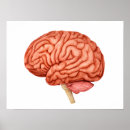 Search for parts of the brain posters Anatomy