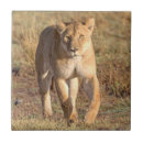 Search for mammal tiles Lion
