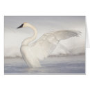 Search for anatidae Superstock