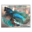 Search for fish calendars Betta