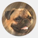 Search for pug face stickers Head