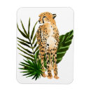 Search for cheetahs magnets Wildlife